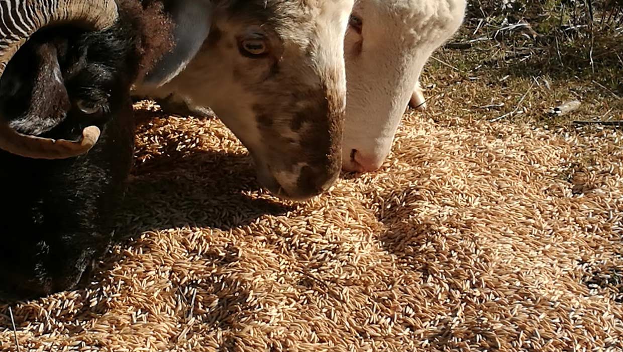 Latxas comiendo avena 