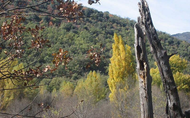 Mar del Rey, narradora