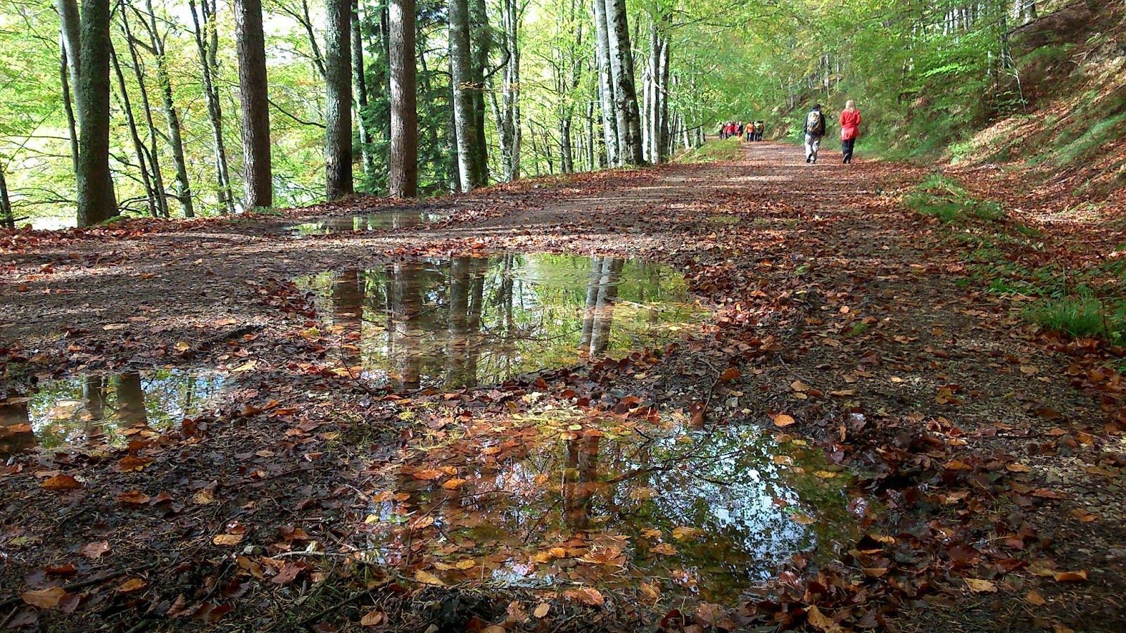 Bosque Bosque