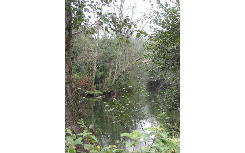 Mar del Rey, narradora