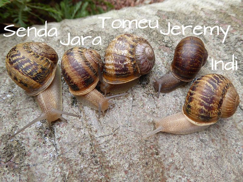 La familia caracoles La familia caracoles