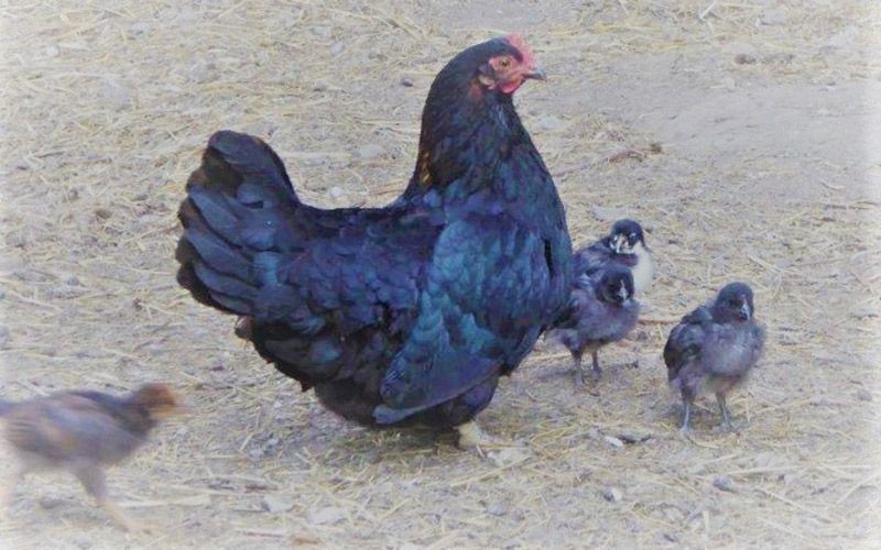 La Madraza y sus pollos cuando eran pollos. Las gallinas de Maitina - Mar del Rey La Madraza y sus pollos cuando eran pollos. Las gallinas de Maitina - Mar del Rey