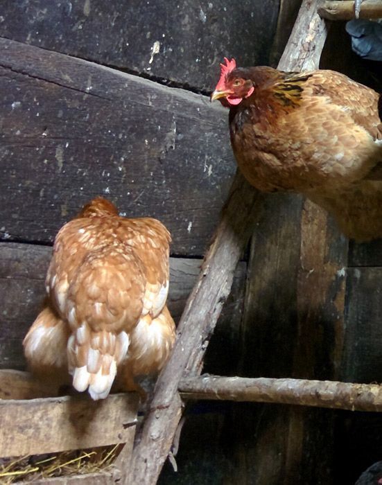 Las dos hermanas. Las gallinas de Maitina - Mar del Rey Las dos hermanas. Las gallinas de Maitina - Mar del Rey