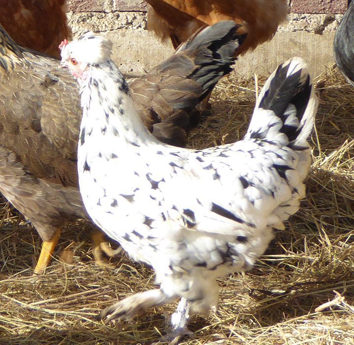 La Punki. Las gallinas de Maitina - Mar del Rey La Punki. Las gallinas de Maitina - Mar del Rey
