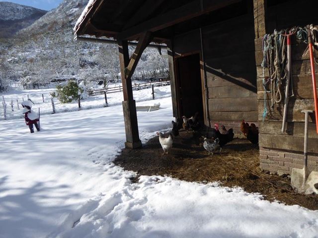 Las gallinas de Maitina - Mar del Rey Las gallinas de Maitina - Mar del Rey