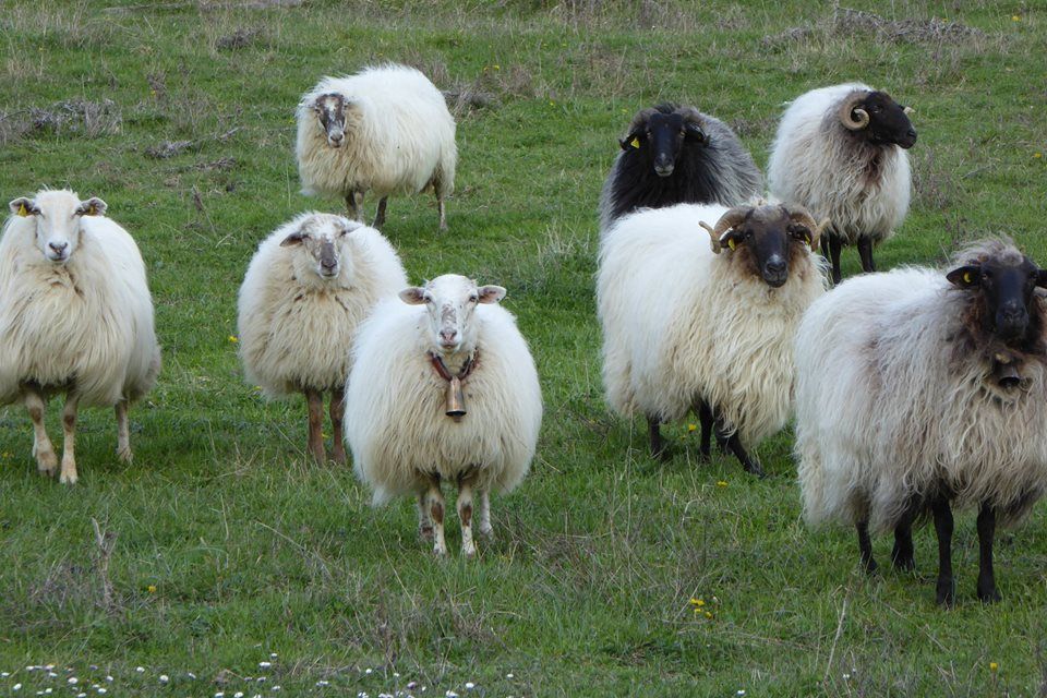 Las gallinas de Maitina - Mar del Rey Las gallinas de Maitina - Mar del Rey