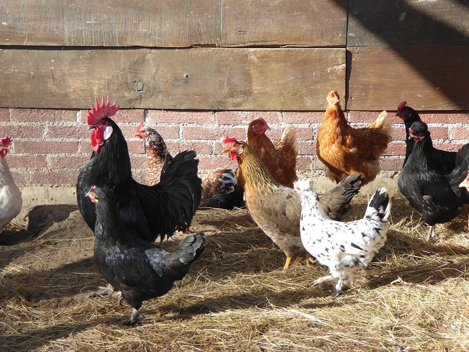 La gallina punki es la blanca con pintas La gallina punki es la blanca con pintas