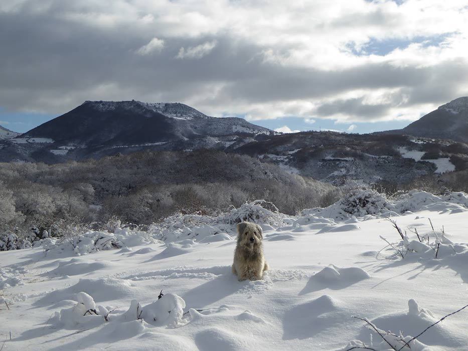 Udi ya mayor entre la nieve Udi ya mayor entre la nieve