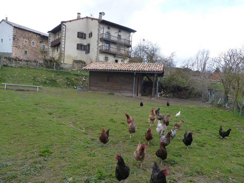 Estampida de gallinas