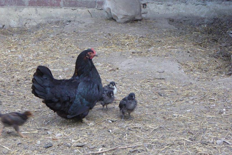 La Madraza con sus pollos