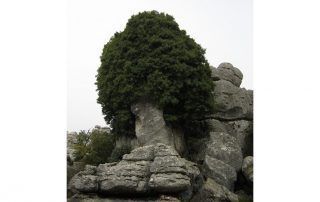 Mar del Rey, narradora